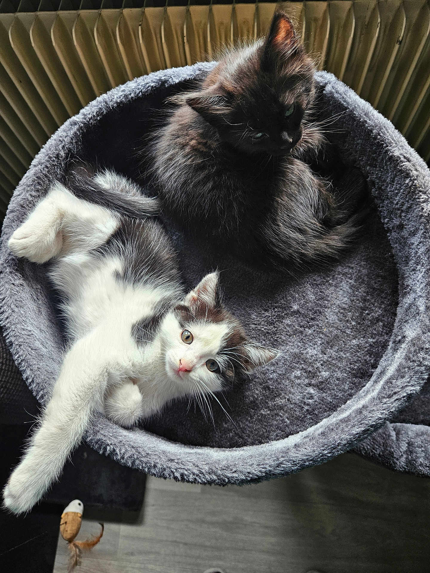 Vador Et Luna participe au concours pour gagner de l'argent avec cette photo : cat, kitten, pet, animal, feline, black_cat, white_cat, gray_cat, cat_bed, plush, cozy, indoor, resting, cute, fur, whiskers, stretching, curious, sleeping, relaxing