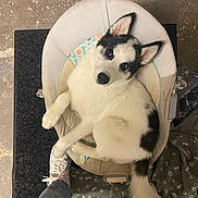 Haribo a rejoint le concours — aidez-le/la à gagner de superbes lots ! husky, puppy, dog, pet, black_and_white, baby_bouncer, footwear, sneakers, blanket, floor, indoor, curious, cute, animal, paw_prints, relaxed, looking_up, canine, furry, comfort