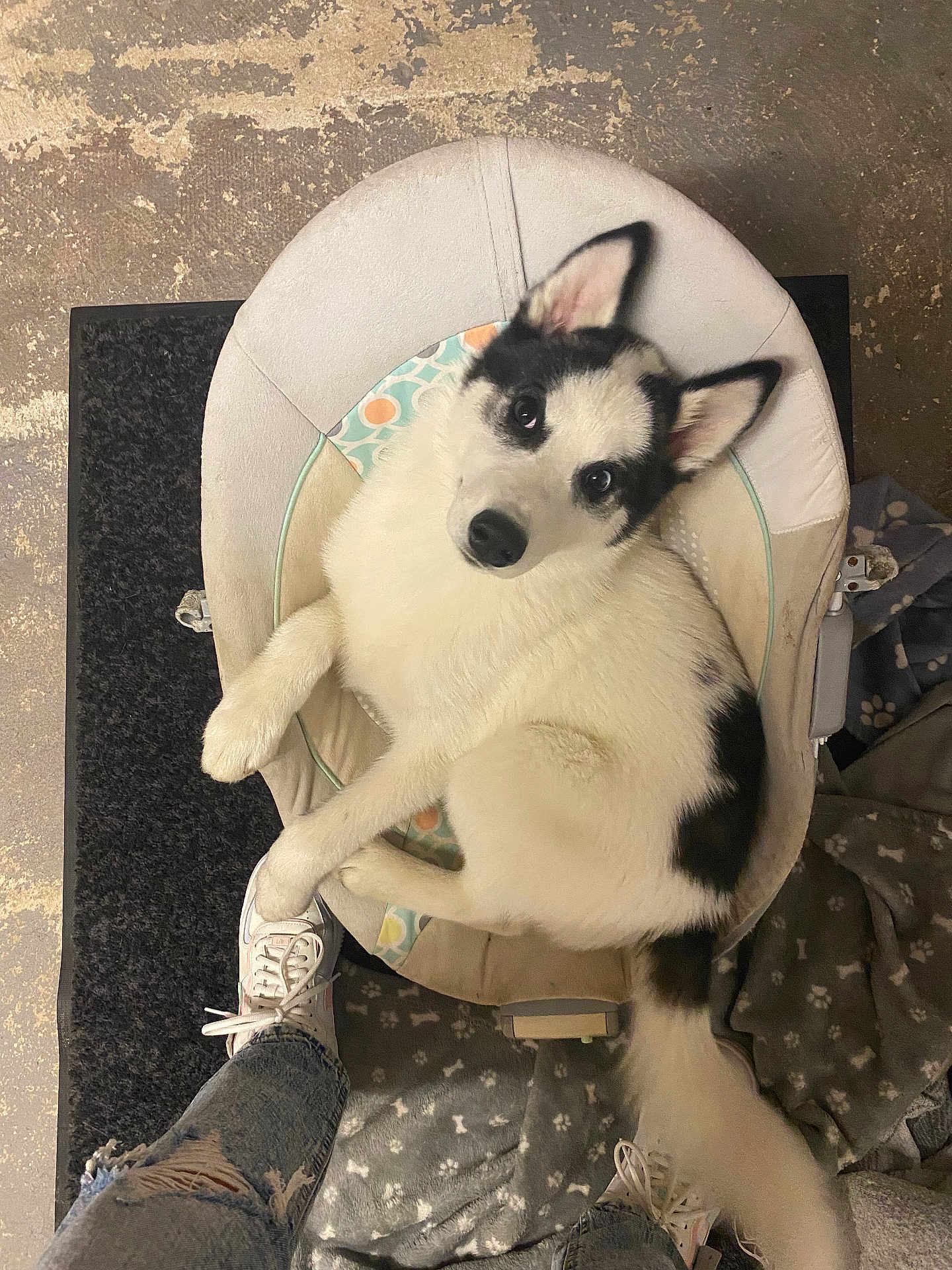 Haribo a rejoint le concours — aidez-le/la à gagner de superbes lots ! husky, puppy, dog, pet, black_and_white, baby_bouncer, footwear, sneakers, blanket, floor, indoor, curious, cute, animal, paw_prints, relaxed, looking_up, canine, furry, comfort