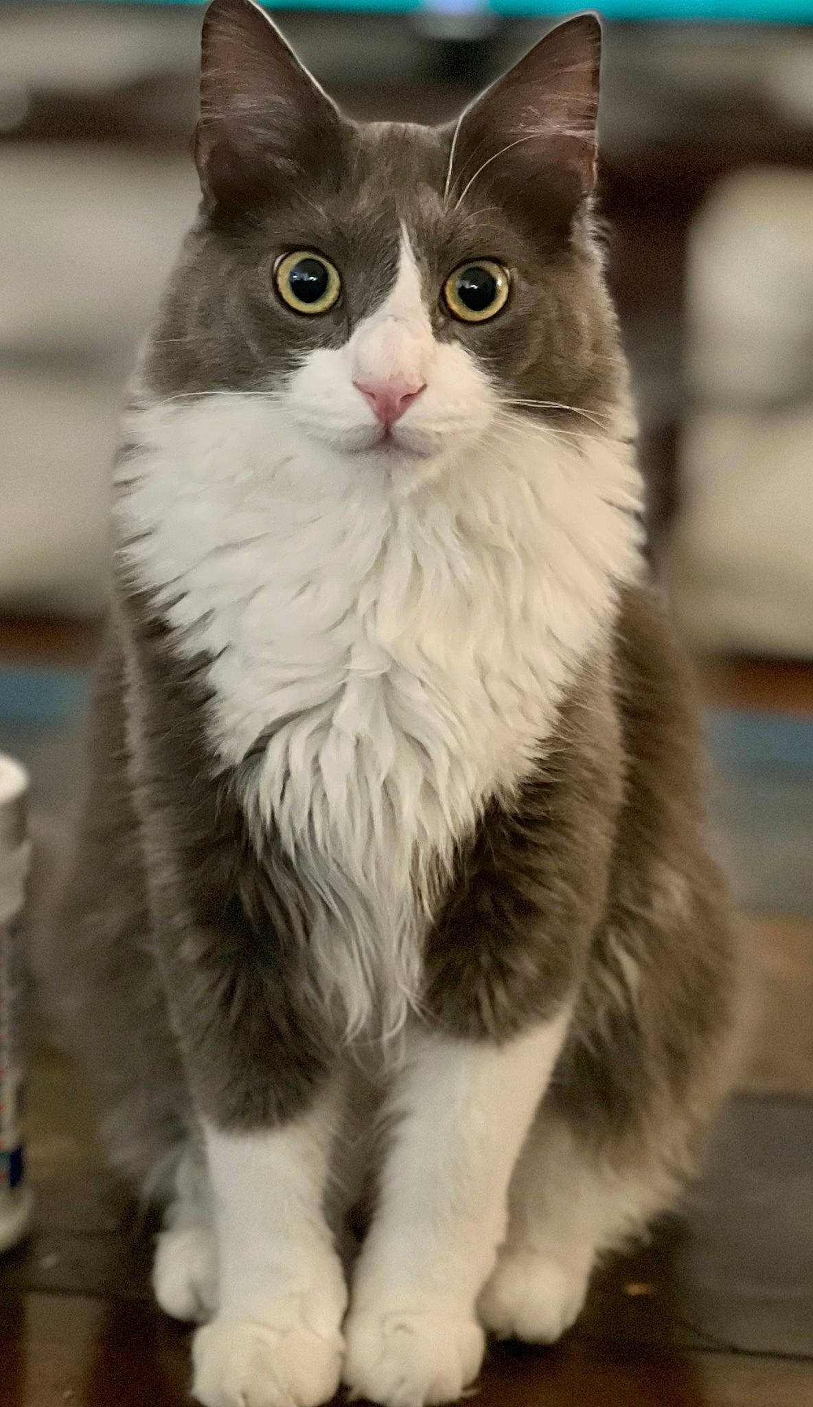 Noah is registered to the contest to win money with this photo: british_longhair, carnivore, cat, claw, domestic_short_haired_cat, felidae, fur, monochrome_photography, paw, small_to_medium_sized_cats, tail, terrestrial_animal, whiskers, window