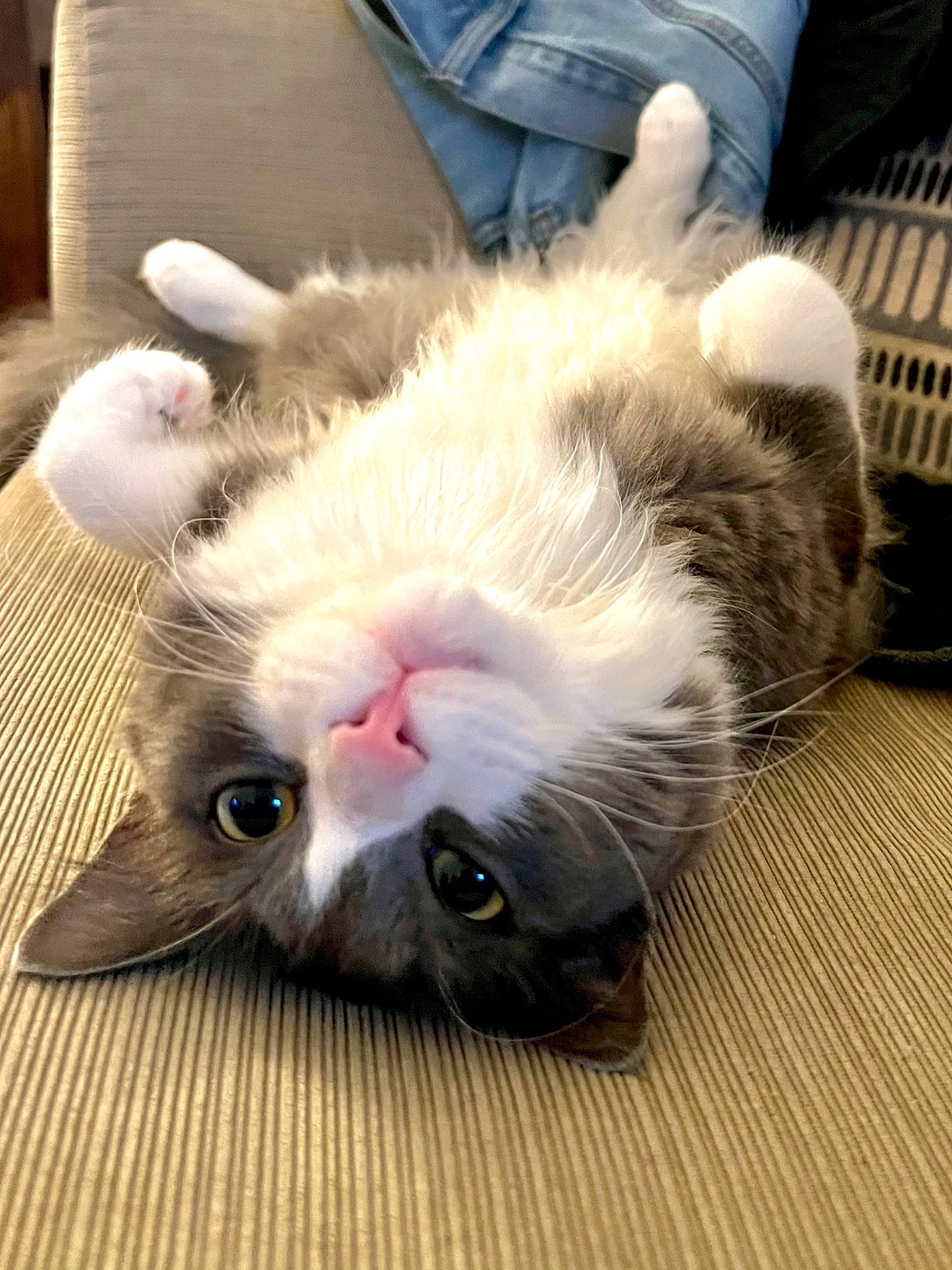 Noah joined the competition — help win amazing prizes! carnivore, cat, claw, comfort, denim, domestic_short_haired_cat, ear, fang, felidae, flooring, foot, fur, hardwood, paw, small_to_medium_sized_cats, snout, tail, whiskers, wood, yawn