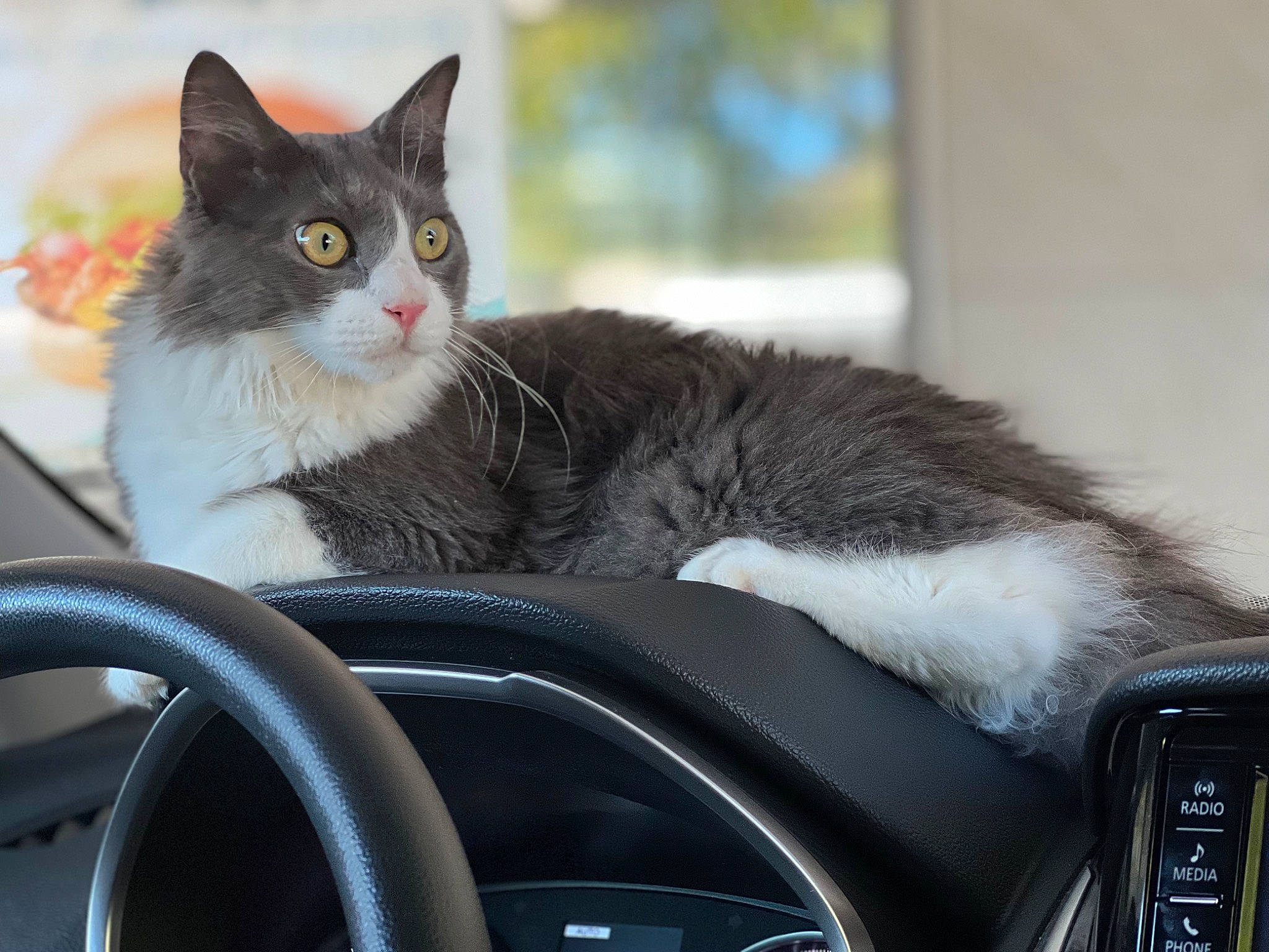 Noah joined the competition — help win amazing prizes! auto_part, automotive_design, automotive_exterior, automotive_mirror, carnivore, cat, domestic_short_haired_cat, felidae, fur, hood, motor_vehicle, personal_luxury_car, small_to_medium_sized_cats, snout, steering_wheel, vehicle, vehicle_door, whiskers, window, windshield