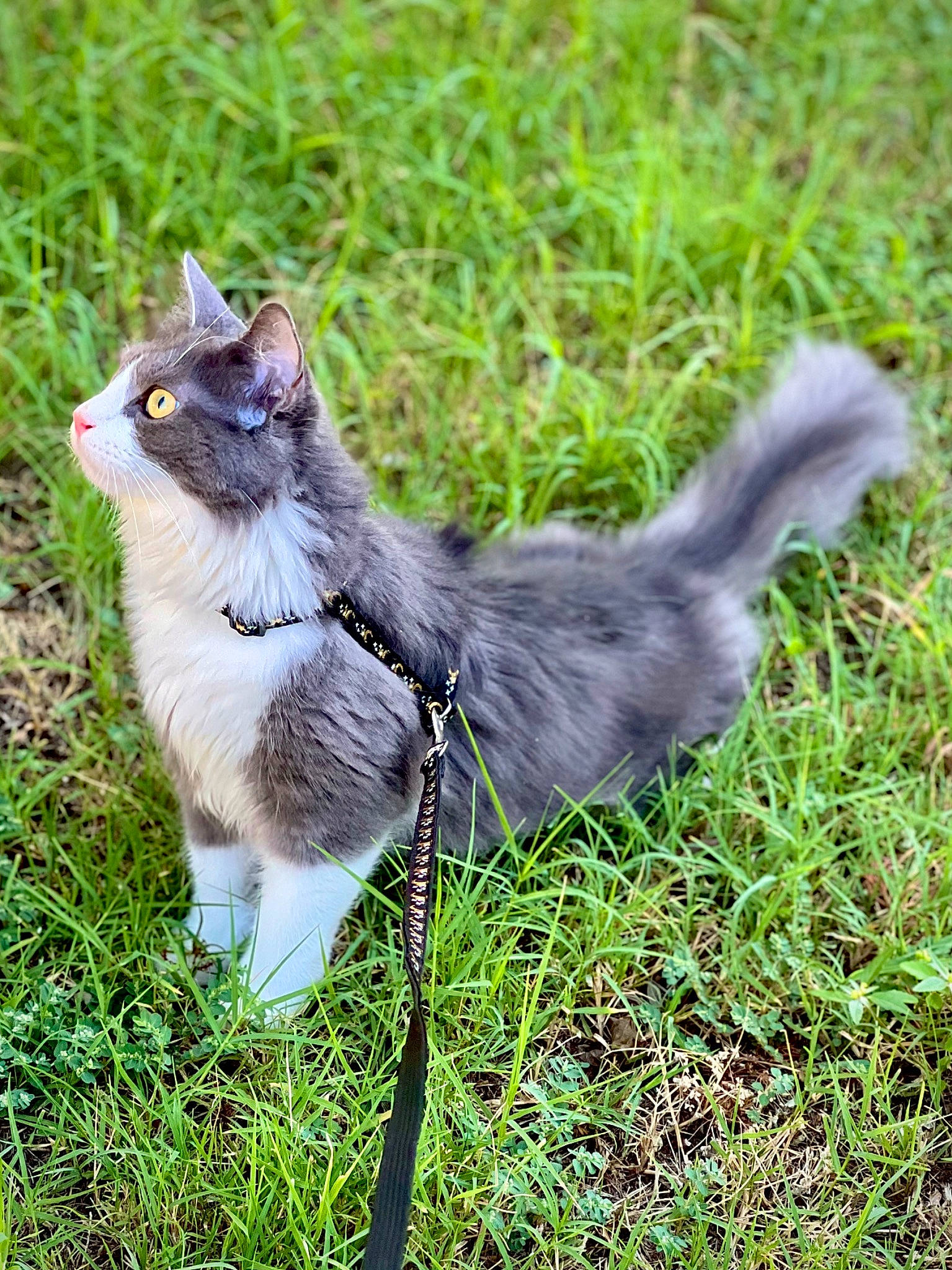 Noah joined the competition — help win amazing prizes! carnivore, cat, collar, domestic_short_haired_cat, felidae, fur, grass, grassland, groundcover, herbaceous_plant, pasture, plant, small_to_medium_sized_cats, snout, tail, terrestrial_animal, whiskers, wildlife