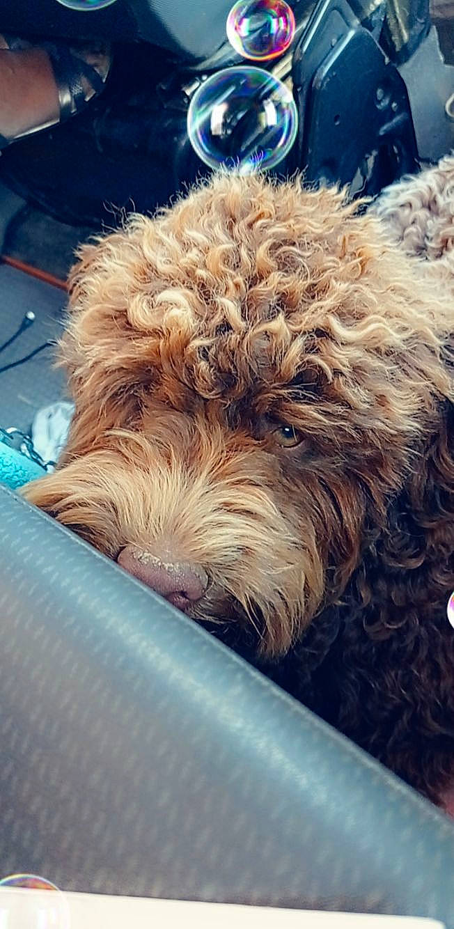 Suki participe au concours pour gagner de l'argent avec cette photo : canidae, carnivore, companion_dog, dog, dog_breed, fur, liver, metal, sitting, small_terrier, snout, sporting_group, square, terrier, toy_dog, water_dog, windshield, working_animal, yorkipoo