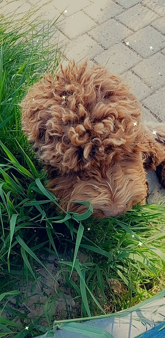 Suki participe au concours pour gagner de l'argent avec cette photo : canidae, carnivore, companion_dog, dog, dog_breed, fawn, felidae, fur, grass, liver, plant, poodle, snout, soil, sporting_group, terrestrial_animal, terrier, toy_dog, water_dog, working_animal