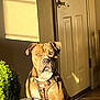 animal, brown_dog, calm, canine, dog, domestic, door, furniture, harness, house, indoor, light, pet, plant, portrait, shadow, sitting, still_life, sunlight, table