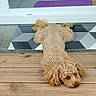 brown_fur, curly_fur, date_stamp, decking, dog, doormat, geometric_pattern, home, lying_down, outdoor, pet, photography, portrait, reflection, relaxed, sleeping, small_dog, tile_floor, window, wooden_deck