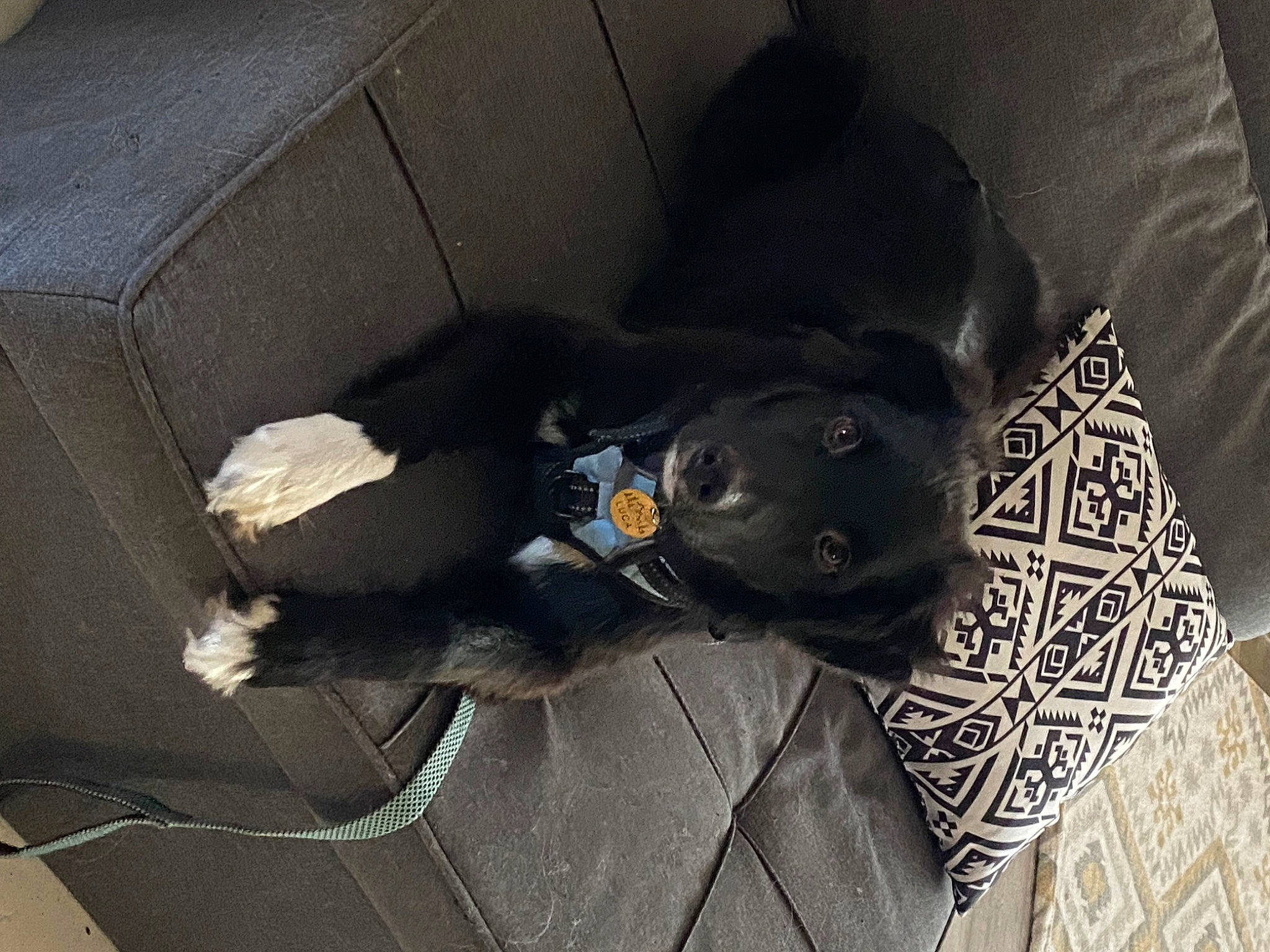 Luca joined the competition — help win amazing prizes! auto_part, automotive_exterior, box, car_seat, carnivore, comfort, companion_dog, dog, dog_breed, dog_supply, family_car, grey, guard_dog, sporting_group, vehicle, vehicle_door, working_animal