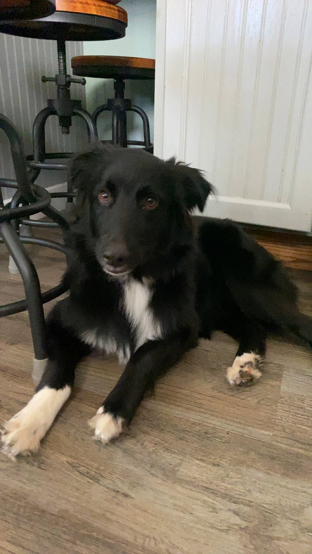 Luca joined the competition — help win amazing prizes! borador, canidae, carnivore, chair, companion_dog, dog, dog_breed, floor, flooring, fur, gun_dog, hardwood, laminate_flooring, snout, sporting_group, whiskers, wood, wood_flooring, working_animal, working_dog