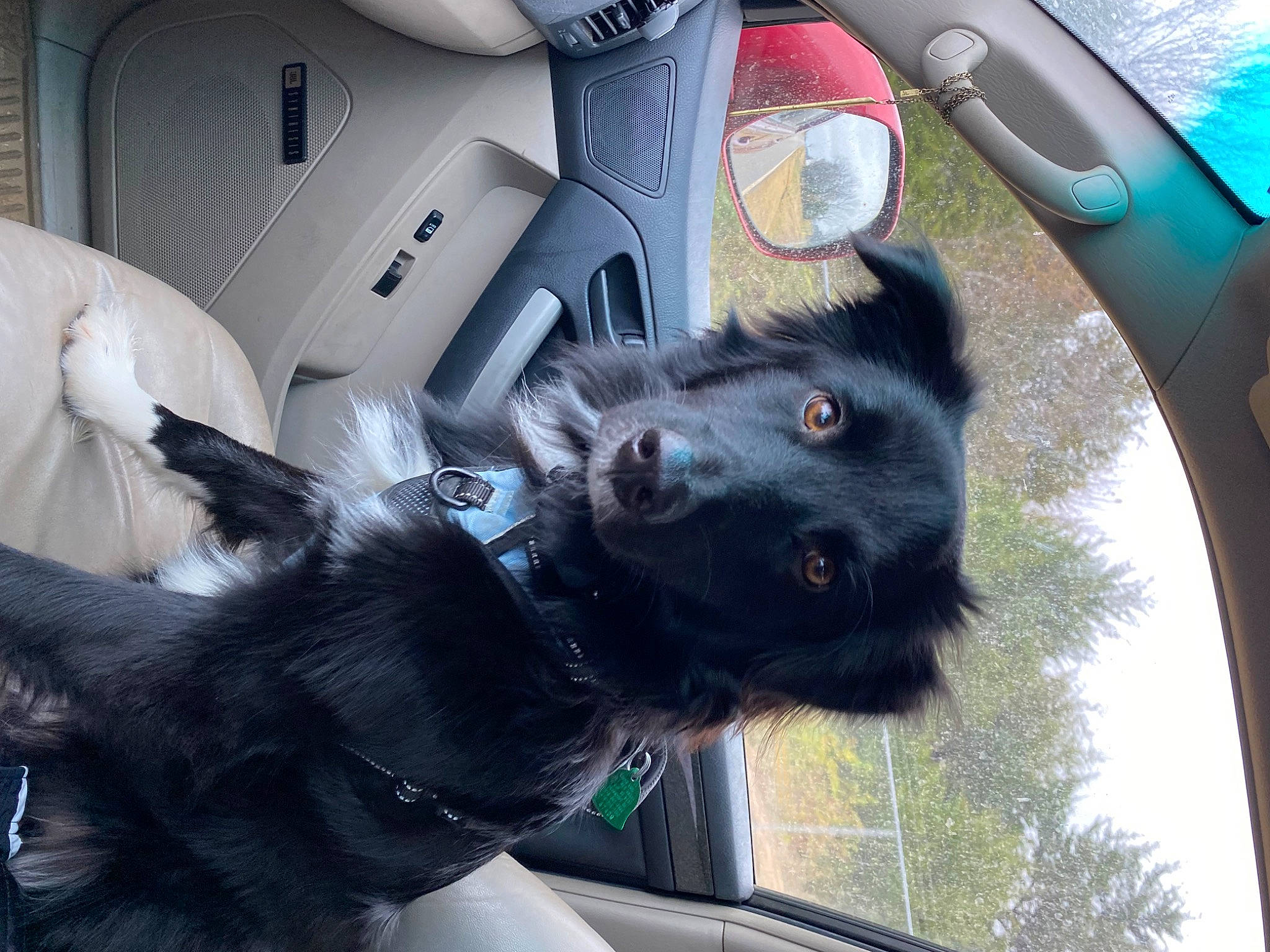 Luca is registered to the contest to win money with this photo: auto_part, automotive_design, automotive_exterior, automotive_mirror, car, car_seat, car_seat_cover, carnivore, companion_dog, dog, dog_breed, head_restraint, motor_vehicle, snout, steering_wheel, tints_and_shades, tree, vehicle, vehicle_door, window