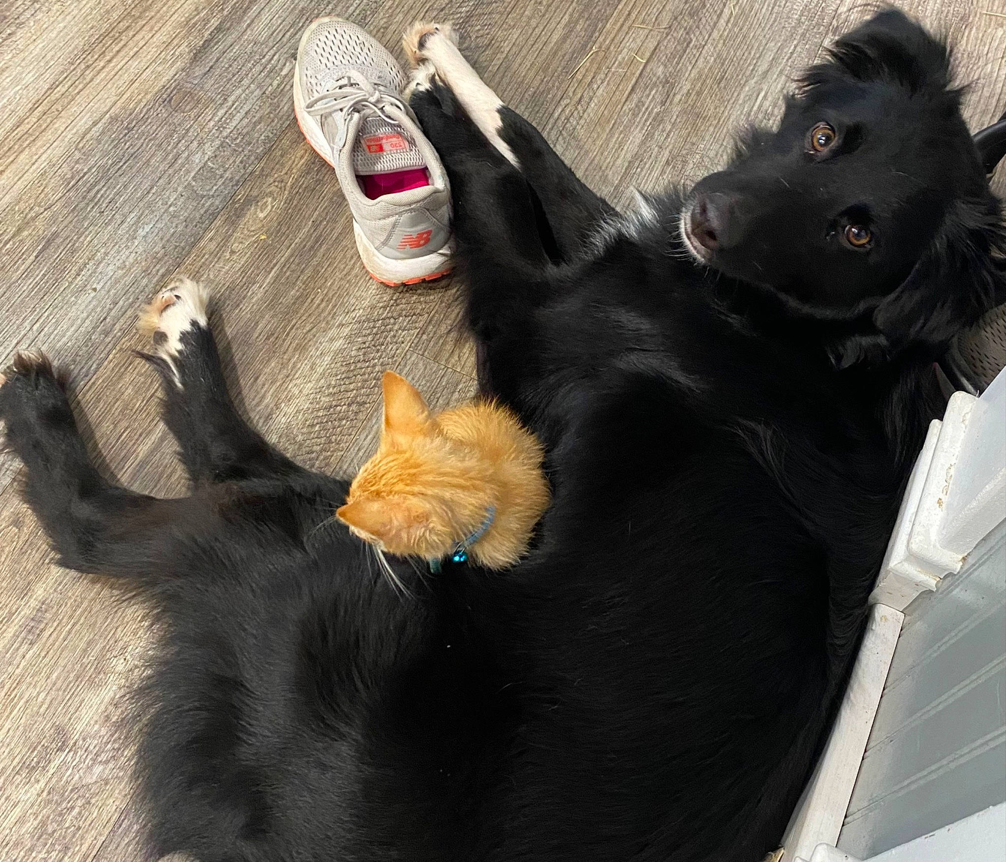 Luca joined the competition — help win amazing prizes! black_cat, bombay, canidae, carnivore, cat, comfort, companion_dog, dog, dog_breed, domestic_short_haired_cat, felidae, foot, fur, human_leg, paw, small_to_medium_sized_cats, snout, sporting_group, tail, whiskers