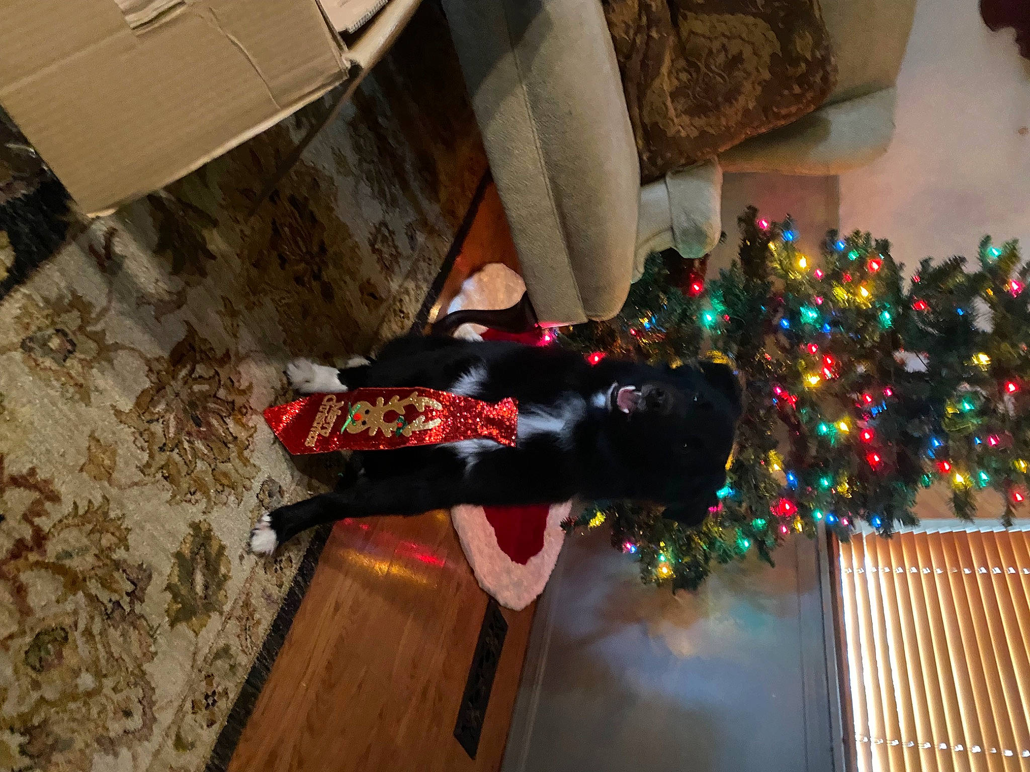 Luca joined the competition — help win amazing prizes! carmine, carton, christmas, christmas_decoration, christmas_eve, christmas_ornament, christmas_tree, couch, event, flooring, fun, holiday, holiday_ornament, interior_design, ornament, room, shipping_box, tradition, tree, wood