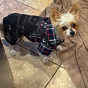 Kiko P Jessie is registered to the contest to win money with this photo: dog, small_dog, plaid_clothing, denim, floor_tiles, brown_towel, pet, indoor, curious, fur, ears, standing, looking_up, cute, domestic_animal, animal_clothing, household, canine, companion, pet_outfit