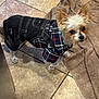 dog, small_dog, plaid_clothing, denim, floor_tiles, brown_towel, pet, indoor, curious, fur, ears, standing, looking_up, cute, domestic_animal, animal_clothing, household, canine, companion, pet_outfit
