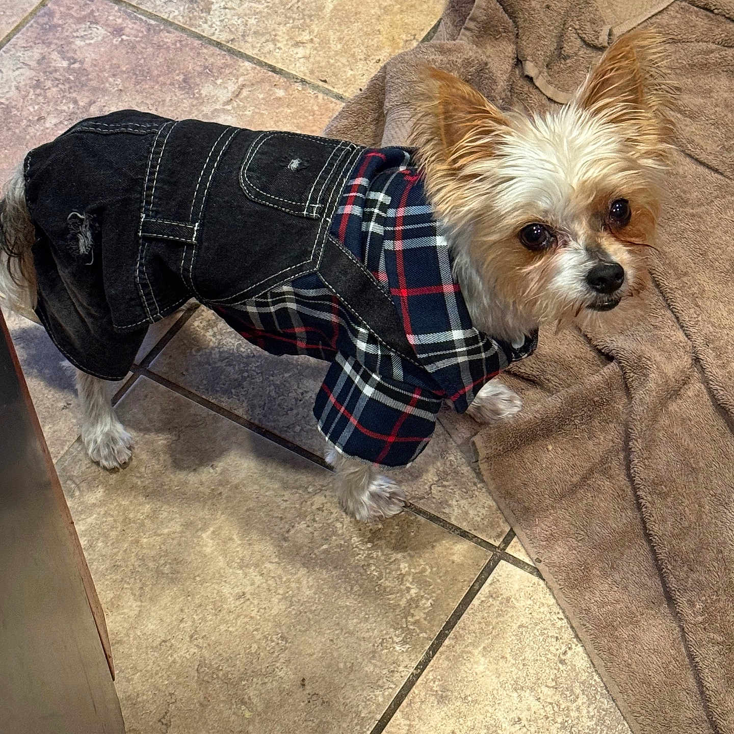 Kiko P Jessie is registered to the contest to win money with this photo: animal_clothing, brown_towel, canine, companion, curious, cute, denim, dog, domestic_animal, ears, floor_tiles, fur, household, indoor, looking_up, pet, pet_outfit, plaid_clothing, small_dog, standing