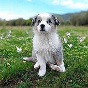 Perle a rejoint le concours — aidez-le/la à gagner de superbes lots ! puppy, dog, blue_eyes, fluffy, grass, meadow, flowers, butterflies, outdoor, nature, cute, sitting, animal, young_dog, fur, field, daylight, sky, greenery, adorable