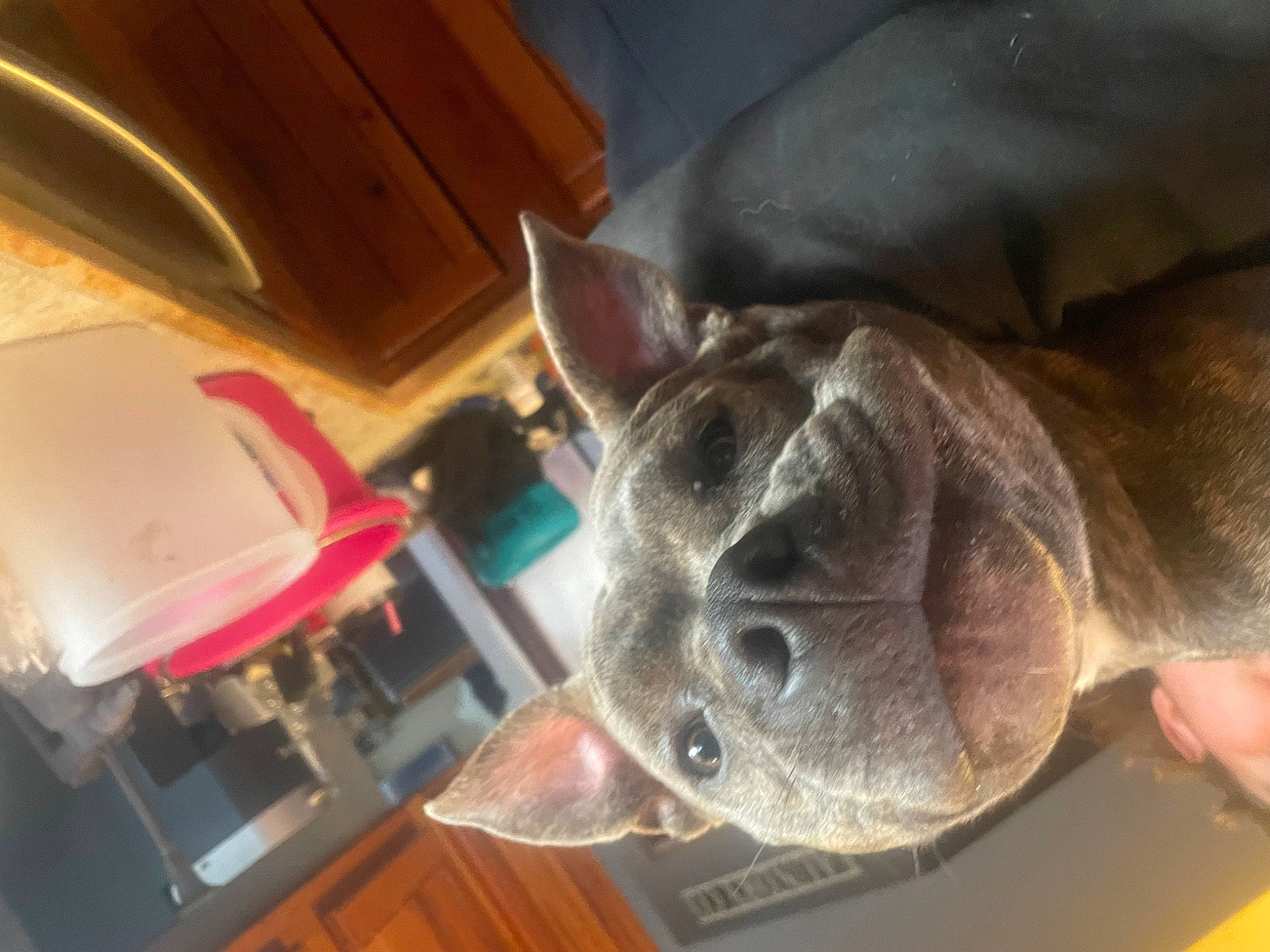 Charlie is registered to the contest to win money with this photo: canidae, dog_breed, ear, fawn, felidae, fur, jaw, liver, musical_instrument, small_to_medium_sized_cats, snout, sporting_group, trunk, whiskers, wood, working_animal, wrinkle