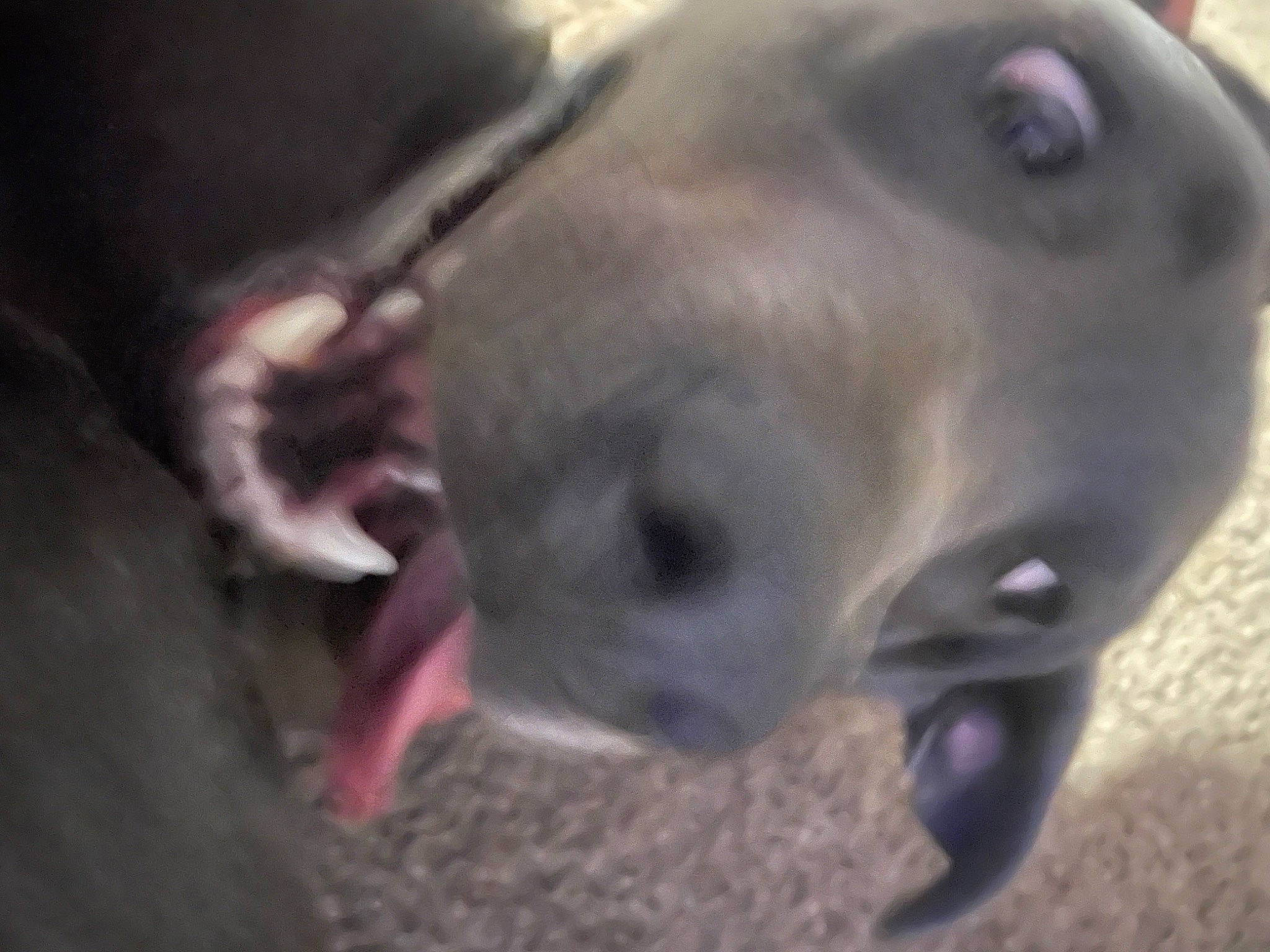 Onxy joined the competition — help win amazing prizes! canidae, carnivore, companion_dog, dog, dog_breed, fawn, non_sporting_group, photo_caption, snout, sporting_group, terrestrial_animal, whiskers, wildlife, working_animal