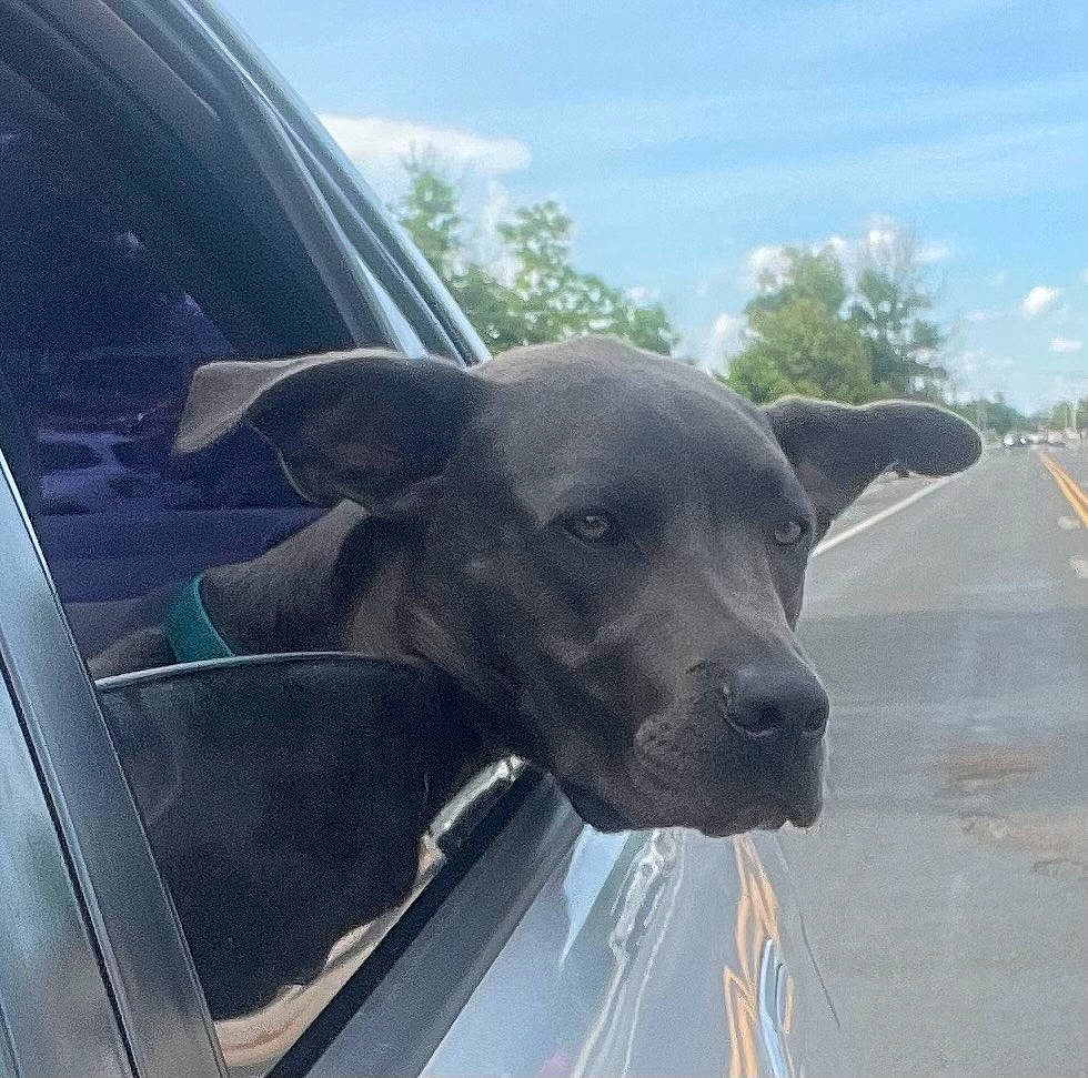 Onxy is registered to the contest to win money with this photo: automotive_exterior, automotive_mirror, car, carnivore, cloud, collar, companion_dog, dog, dog_breed, dog_collar, fawn, hood, plant, rear_view_mirror, sky, vehicle, vehicle_door, whiskers, window, working_animal