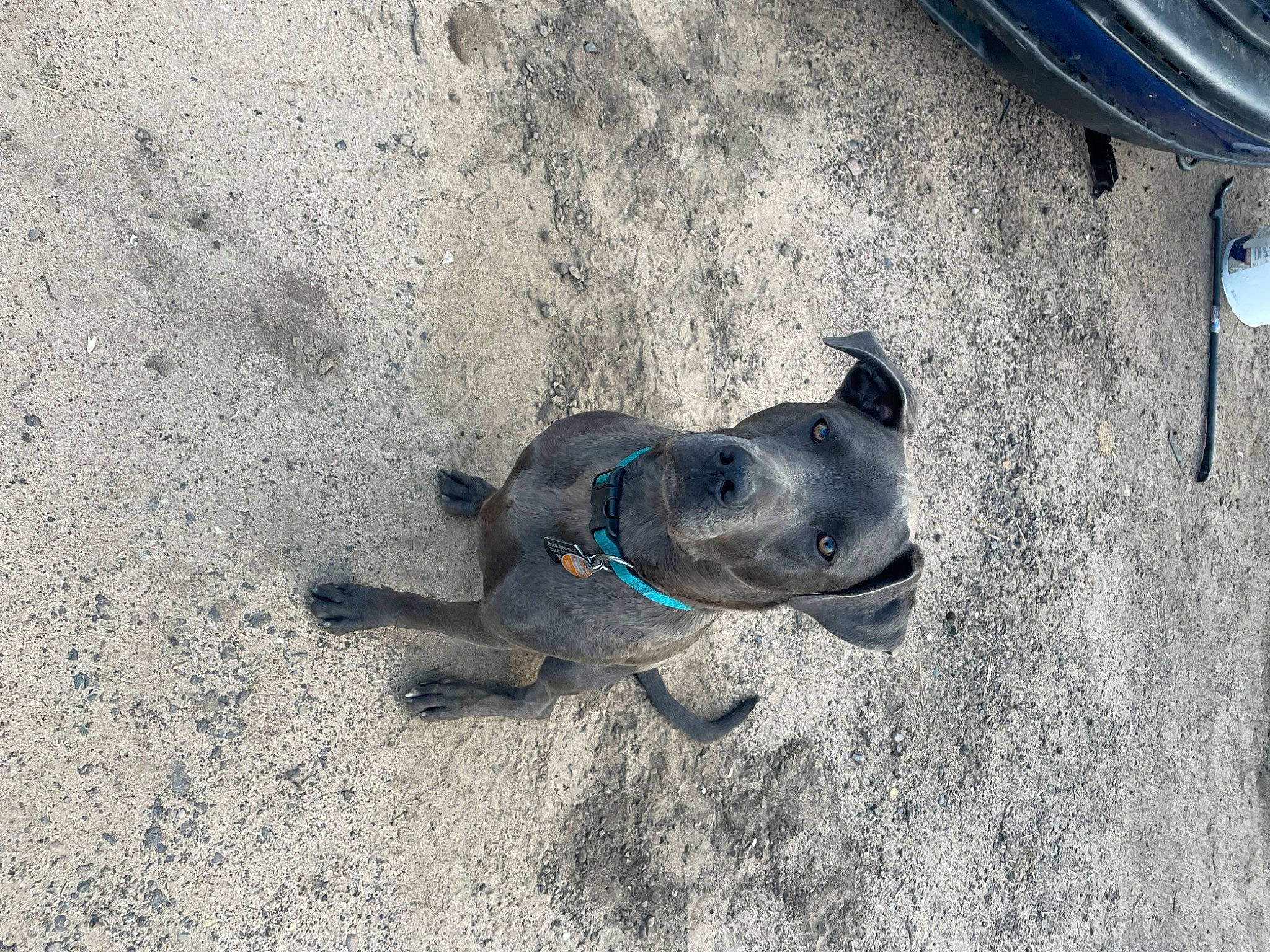 Onxy is registered to the contest to win money with this photo: asphalt, auto_part, automotive_tire, automotive_wheel_system, canidae, carnivore, concrete, dog, dog_breed, electric_blue, fawn, non_sporting_group, pet_supply, road_surface, shadow, snout, soil, sporting_group, vehicle_door, working_animal