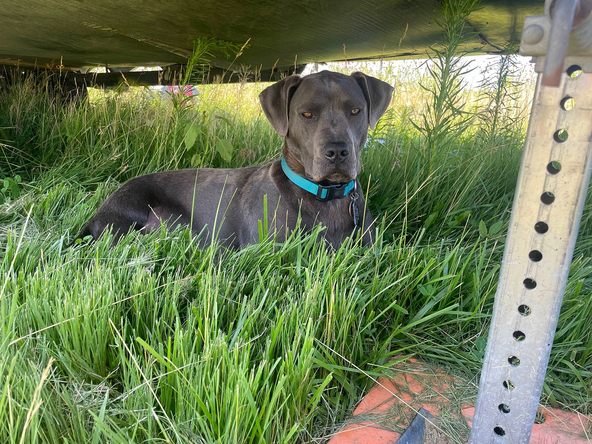 Onxy joined the competition — help win amazing prizes! canidae, carnivore, collar, companion_dog, dog, dog_breed, dog_collar, dog_supply, fawn, fence, grass, guard_dog, gun_dog, liver, pet_supply, plant, sporting_group, whiskers, wood, working_animal