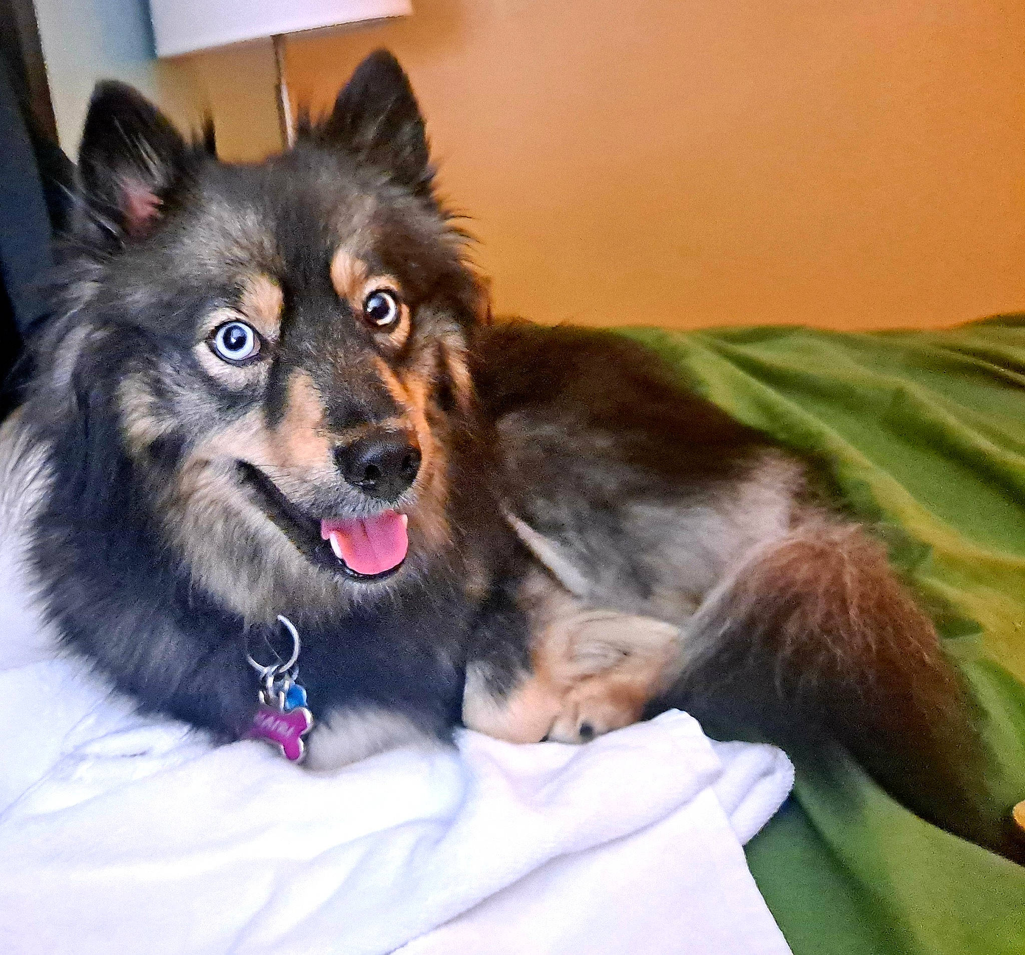 Kairi joined the competition — help win amazing prizes! canidae, carnivore, companion_dog, dog, dog_breed, dog_supply, foot, fur, herding_dog, paw, puppy, sporting_group, whiskers, working_animal, working_dog