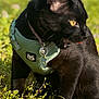 cat, black_cat, pet, harness, green_harness, collar_tag, tag, grass, outdoor, sunlight, close_up, portrait, whiskers, ears, tongue, nature, blurred_background, shallow_depth_of_field, paws, flower