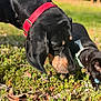 dog, cat, black_dog, black_cat, red_collar, harness, grass, leaves, flowers, sniffing, outdoor, sunlight, close_up, portrait, pet, companions, nature, shallow_depth_of_field, ground_level, curious