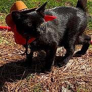 Salem is registered to the contest to win money with this photo: cat, black_cat, cowboy_hat, red_bandana, outdoor, forest, pine_needles, grass, pet, feline, portrait, sunlight, nature, whiskers, collar, tag, walking, curious, tree_trunks, shadows