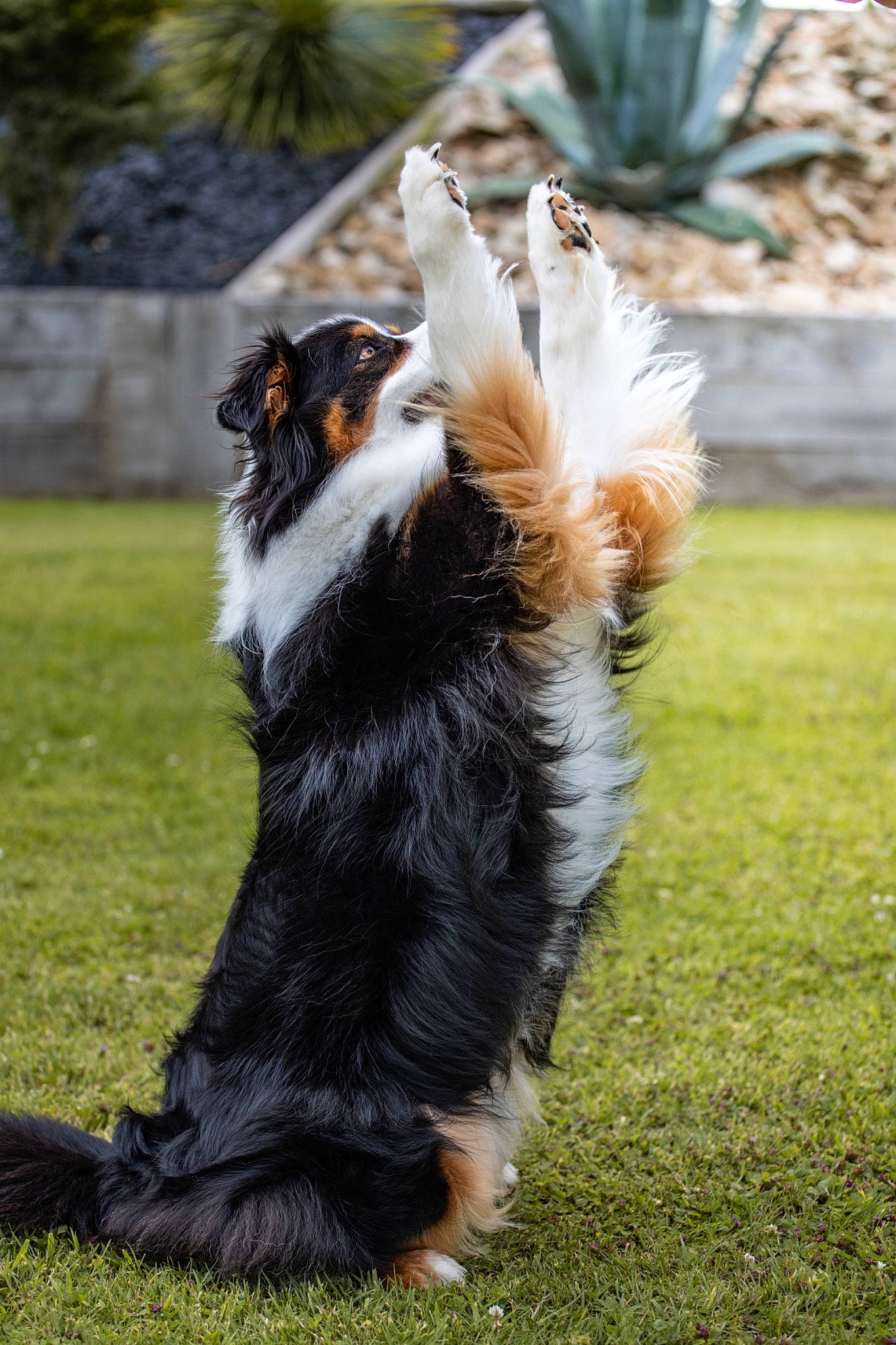Hita Of United Colors a rejoint le concours — aidez-le/la à gagner de superbes lots ! animal_sports, bernese_mountain_dog, border_collie, canidae, carnivore, companion_dog, dog, dog_breed, dog_sports, fur, grass, herding_dog, plant, recreation, snout, sporting_group, sports, tail, whiskers, working_dog