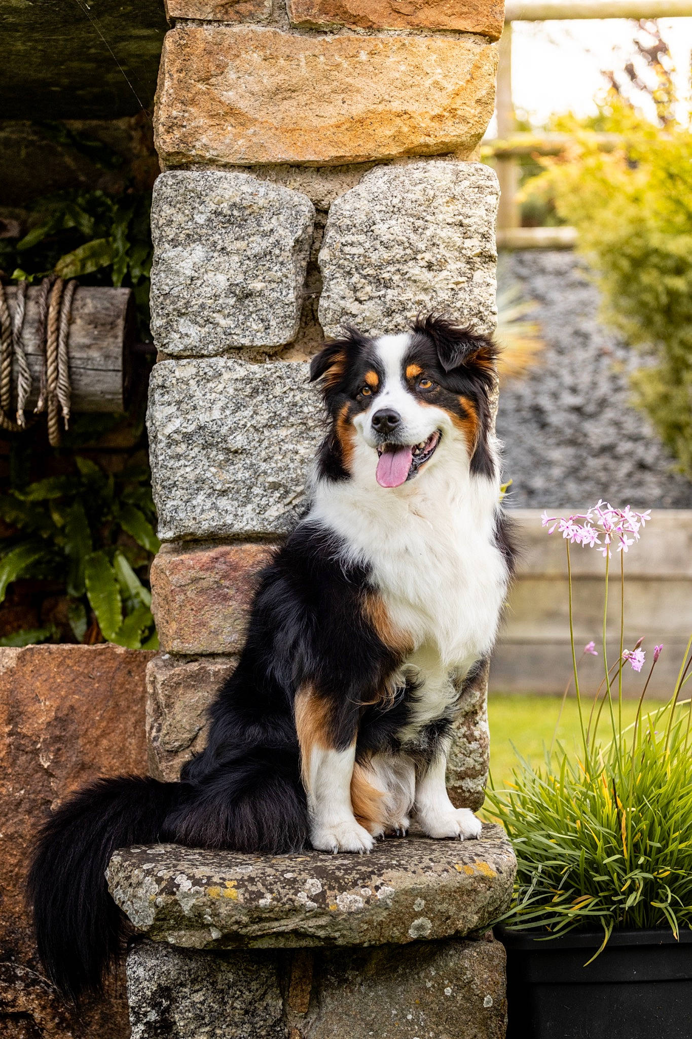 Hita Of United Colors a rejoint le concours — aidez-le/la à gagner de superbes lots ! art, bernese_mountain_dog, brick, canidae, carnivore, companion_dog, dog, dog_breed, door, flower, flowerpot, grass, houseplant, plant, rock, snout, sporting_group, tree, wood, working_dog