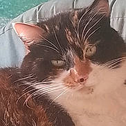 Lilly a rejoint le concours — aidez-le/la à gagner de superbes lots ! cat, feline, pet, animal, fur, whiskers, ear, sleepy, resting, closeup, domestic_cat, mammal, indoor, comfort, relaxation, soft, texture, face, eye, nose