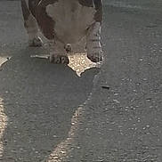 Tess a rejoint le concours — aidez-le/la à gagner de superbes lots ! dog, basset_hound, canine, pet, outdoor, pavement, shadow, sunlight, backlit, standing, long_ears, droopy_eyes, short_legs, muzzle, portrait, street, texture, domestic_animal, waiting, sidewalk
