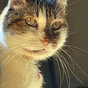 Looping a rejoint le concours — aidez-le/la à gagner de superbes lots ! cat, close_up, whiskers, amber_eyes, fur, pet, animal, indoor, portrait, looking_away, feline, soft_light, reflection, focus, domestic_cat, cute, curious, ears, nose, collar