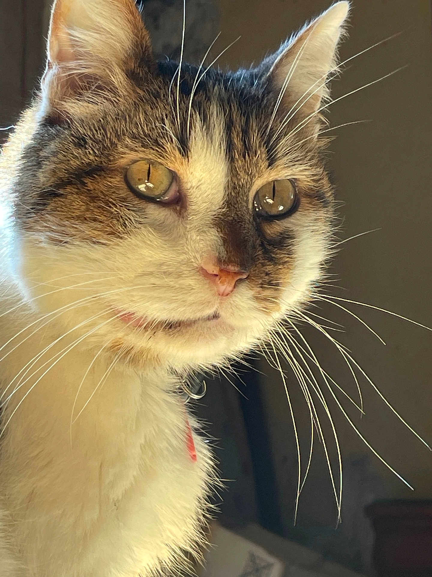 Looping a rejoint le concours — aidez-le/la à gagner de superbes lots ! cat, close_up, whiskers, amber_eyes, fur, pet, animal, indoor, portrait, looking_away, feline, soft_light, reflection, focus, domestic_cat, cute, curious, ears, nose, collar