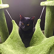 Binx is registered to the contest to win money with this photo: black_cat, cat, pet, indoor, hammock, green, furniture, feline, animal, yellow_eyes, relaxed, soft_texture, cat_tree, hanging, cozy, domestic_cat, fur, whiskers, resting, curious