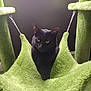 black_cat, cat, pet, indoor, hammock, green, furniture, feline, animal, yellow_eyes, relaxed, soft_texture, cat_tree, hanging, cozy, domestic_cat, fur, whiskers, resting, curious