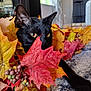 Binx is registered to the contest to win money with this photo: black_cat, autumn_leaves, indoor, yellow_eyes, fall_decor, leaf, curious, cozy, pet, feline, orange_leaf, red_leaf, green_leaf, berries, carpet, relaxed, closeup, nature_theme, seasonal, home_decor