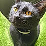 Binx joined the competition — help win amazing prizes! cat, black_cat, yellow_eyes, close_up, pet, feline, indoor, green_blanket, curious, whiskers, fur, collar, animal, mammal, portrait, soft_texture, cozy, cute, domestic_cat, sitting