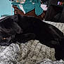 black_cat, cat, pet, animal, feline, sleeping, resting, fluffy_blanket, bed, indoor, cozy, fur, whiskers, paw, relaxed, home, furniture, clothing, shelf, casual