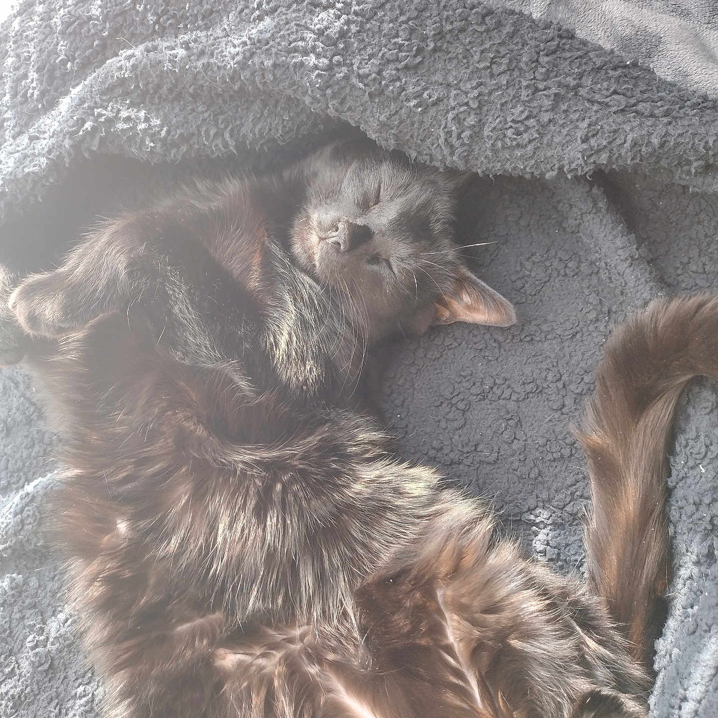 Binx is registered to the contest to win money with this photo: animal, black_cat, blanket, cat, closeup, comfort, cozy, cute, feline, fur, indoor, nap, pet, relaxed, resting, sleeping, soft_light, tail, texture, whiskers