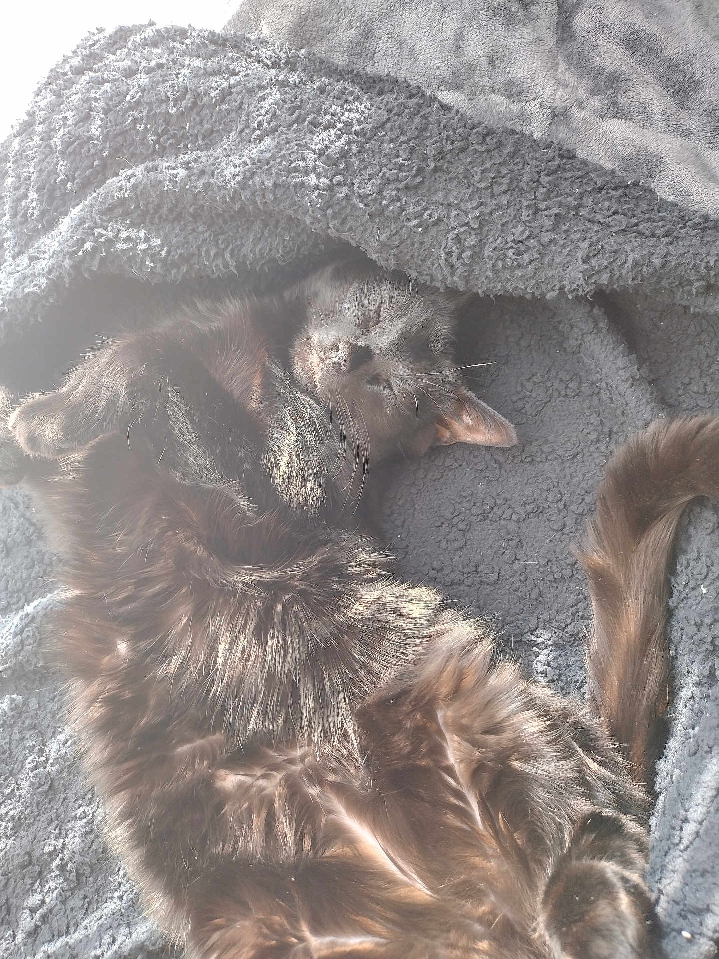 Binx is registered to the contest to win money with this photo: cat, sleeping, black_cat, fur, pet, cozy, blanket, resting, indoor, nap, cute, animal, feline, whiskers, tail, soft_light, relaxed, comfort, texture, closeup