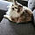 Finnigan