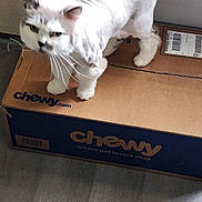 Finnigan is registered to the contest to win money with this photo: cat, white_cat, lion_cut, pet, cardboard_box, chewy_box, indoor, floor, pet_supplies, fur, whiskers, animal, groomed_cat, standing, feline, domestic_cat, box, expression, funny_look, close_up