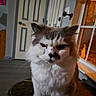 Finnigan joined the competition — help win amazing prizes! cat, indoor, table, marble, door, window, fur, pet, animal, face, whiskers, gray, white, fluffy, home, cozy, furniture, sitting, expression, portrait