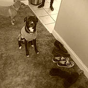 Paris joined the competition — help win amazing prizes! animal, brown, carpet, collar, companion, dog, domestic, floor, footwear, indoor, legs, person, pet, sepia, shoes, sitting, standing, sweater, tile, wall