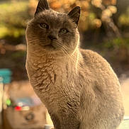 Rémi a rejoint le concours — aidez-le/la à gagner de superbes lots ! cat, siamese_cat, animal, pet, feline, fur, outdoor, sunlight, nature, flower, blurred_background, portrait, sitting, closeup, warm_light, whiskers, ears, eyes, cute, soft