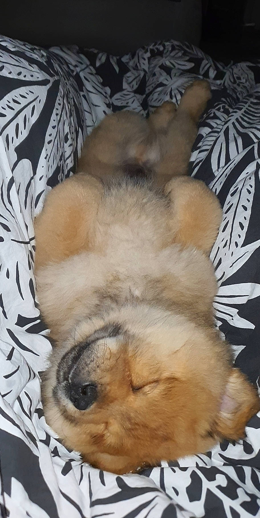 Kasei participe au concours pour gagner de l'argent avec cette photo : canidae, carnivore, chow_chow, companion_dog, dog, dog_breed, fawn, mammal, non_sporting_group, pomeranian, puppy, puppy_love, shih_tzu, snout, sporting_group, toy_dog