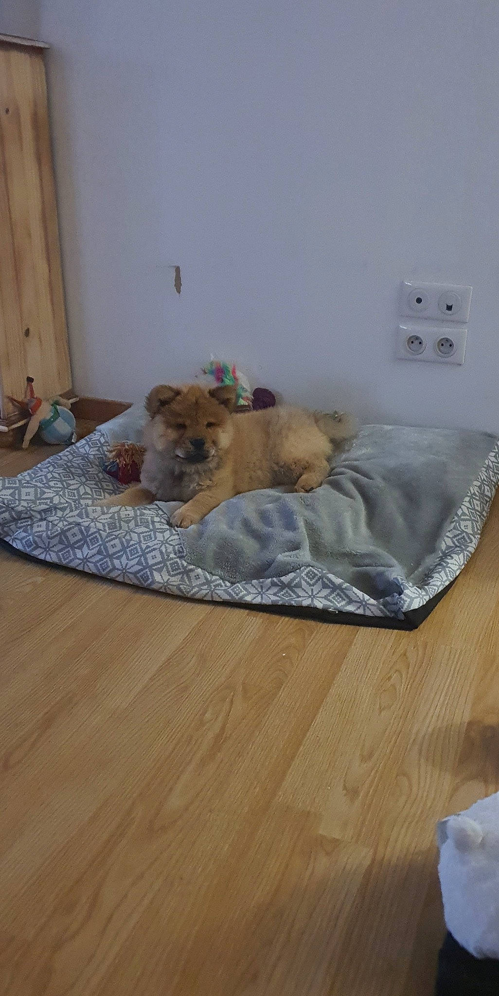 Kasei participe au concours pour gagner de l'argent avec cette photo : canidae, carnivore, companion_dog, dog, dog_bed, dog_breed, fawn, floor, flooring, glen_of_imaal_terrier, hardwood, norfolk_terrier, puppy, room, wood