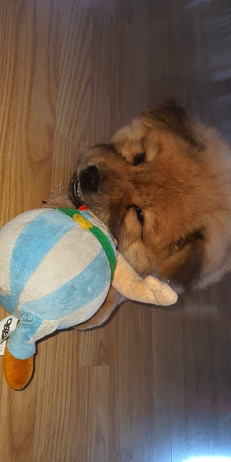 Kasei a rejoint le concours — aidez-le/la à gagner de superbes lots ! canidae, carnivore, chow_chow, companion_dog, dog, dog_breed, fawn, mammal, non_sporting_group, pomeranian, puppy, spitz, sporting_group